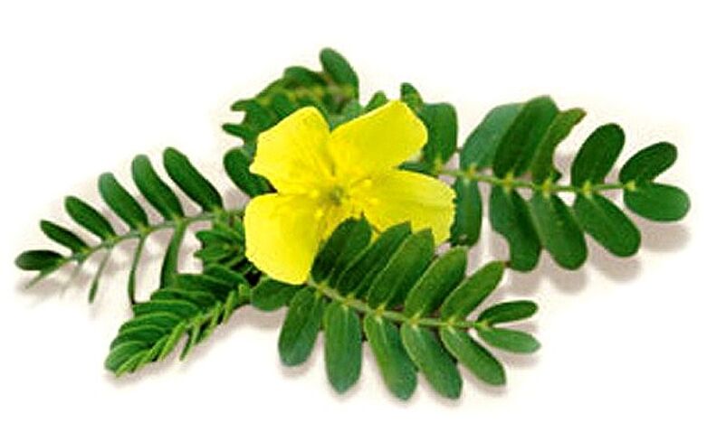 Gluconol, Tribulus terrestris içerir